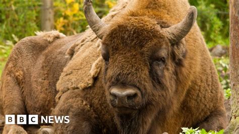 European bison herd joined by bull at Wilder Blean Woods - BBC News