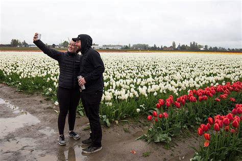 Want to visit the tulips without the traffic? Come early or late | HeraldNet.com