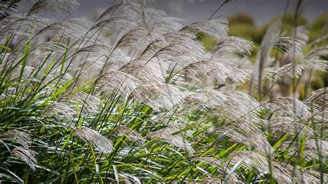 Chinese Silver Grass | San Diego Zoo Animals & Plants