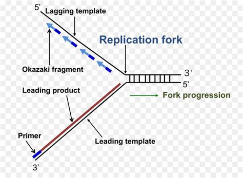 DNA replication Replication fork Enzyme Triangle - others | Dna replication, Triangle, Dna