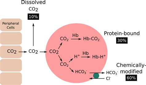 Carbon Dioxide Transport | Carbon dioxide, Respiratory system, Science biology