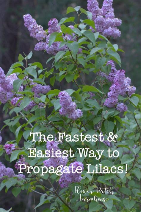 Unlock the Secrets to Lilac Propagation: Grow Stunning Shrubs from ...