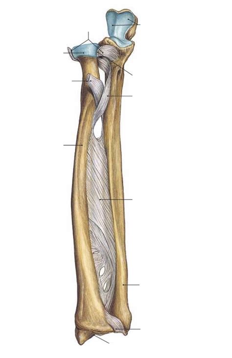 (DIA + Q's) interosseous membrane between ulna and radius Diagram | Quizlet