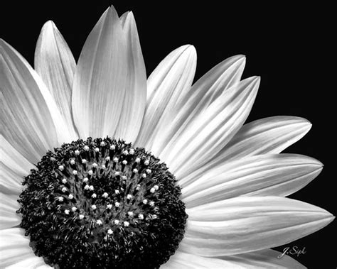 Black and White Sunflower | Janet Sipl | Flickr