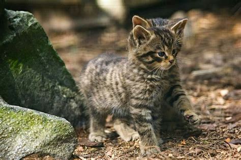 Scottish Wildcat | Wild cats, Cats, Endangered animals