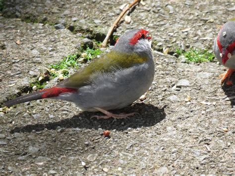 Bird & Travel Photos, Birding Sites, Bird Information: RED-BROWED FINCH, O'REILLY'S RAINFOREST ...