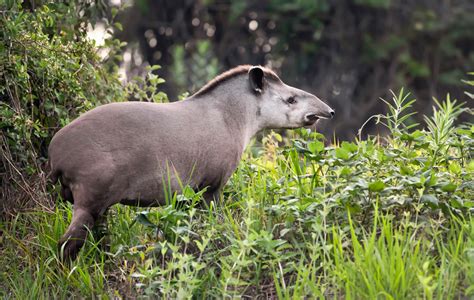 Brazilian Tapir Facts for Kids