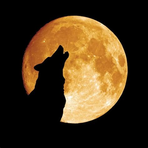 Dog Howling at Night Causes, Superstitions and How to Stop | Dogs, Cats, Pets