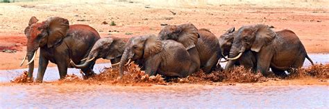 Tsavo West National Park animals | Tsavo National Park Wildlife