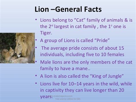 5 Facts About Lions