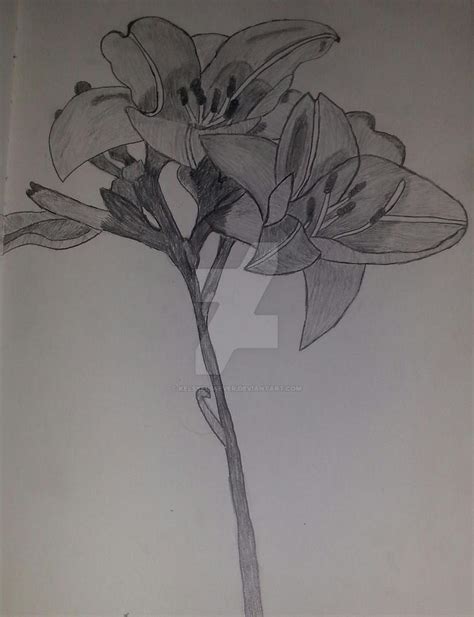 Daylily Sketch by KelsKels4ever on DeviantArt