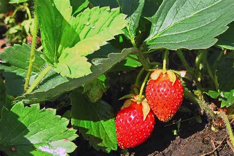 Top Strawberry Harvesting Tips | Garden İdeas