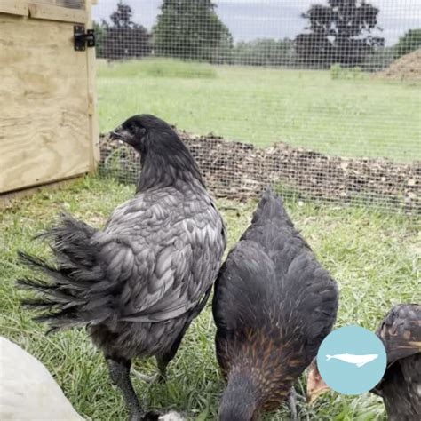 Liege Fighter Pullets - Graywhale Farms