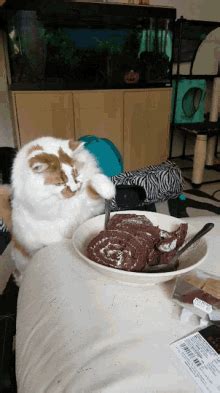 Cat Eating Cake GIFs | Tenor