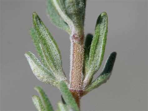 Thymus vulgaris (garden thyme): Go Botany