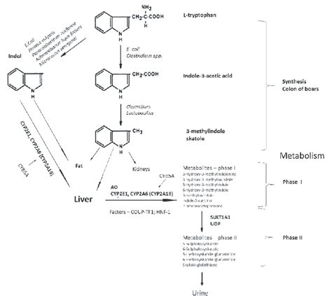 Synthesis and metabolism of skatole; genes affecting skatole metabolism ...