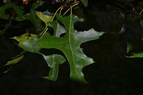 Pin Oak trees have sharp pointed leaves and produce acorns.