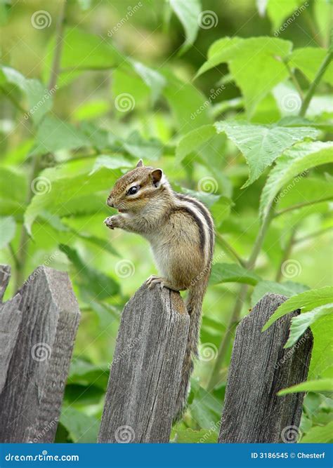 Chipmunk stock image. Image of curious, white, rodent - 3186545