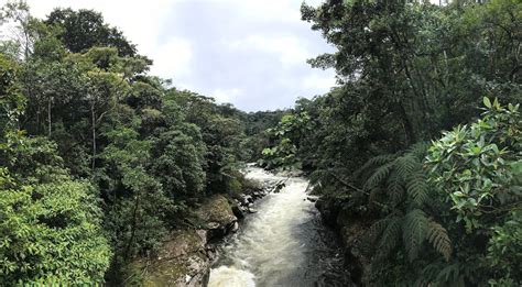 Colombia's Forests Left Vulnerable in the Wake of Civil War