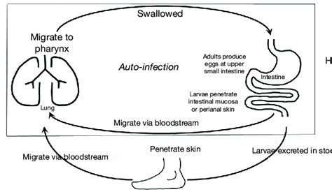 Strongyloides Stercoralis Life Cycle