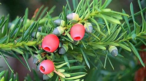 Yew Trees: Types, Berries, Leaves (Pictures) – Identification