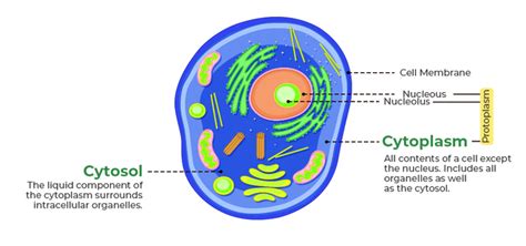 Labelled Diagram of Cytoplasm - GeeksforGeeks