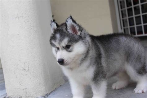 LovelyPuppy: Quality Double Coating Wooly Husky Puppy