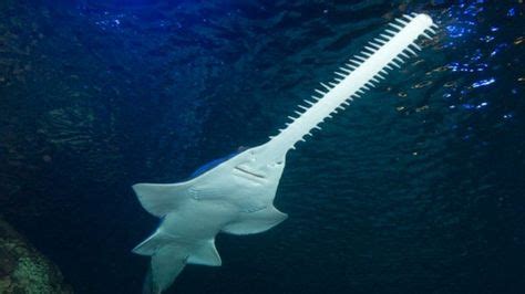 Sawfishes, also known as carpenter sharks, are a family (Pristidae) of rays characterized by a ...