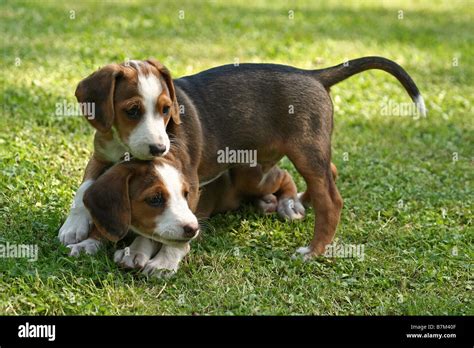 Braque Saint Germain puppies Stock Photo - Alamy