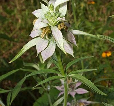 Monarda punctata | Spotted beebalm | Medicinal Uses | Charles W. Kane | Applied Medical Botany