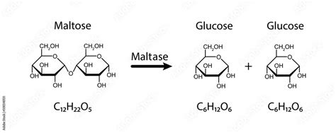 Maltase enzyme Effect On Maltose Sugar Molecule. Maltose Hydrolysis ...