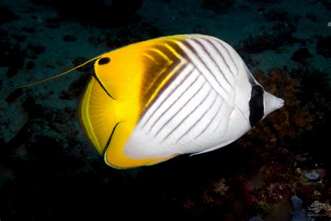 Threadfin Butterflyfish – Facts and Photographs | Seaunseen