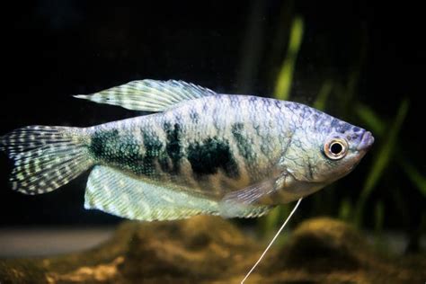 Opaline Gourami (Trichopodus trichopterus): Care Guide - Fish Laboratory