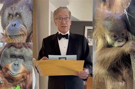 Denver Zoo brings in Maury Povich to announce paternity results for baby orangutan | Not the Bee