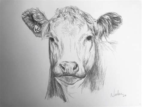 Stunning Cow Pencil Drawing