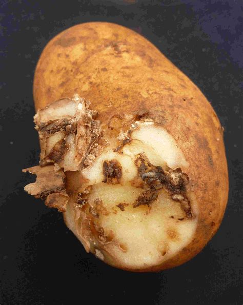 Potato tuber moth: potato pest in Indonesia and Western Australia | Agriculture and Food