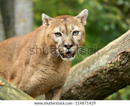 Puma Stock Photos, Images, & Pictures | Shutterstock