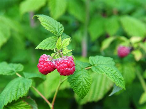 Red Raspberry Leaf - DrWeil.com