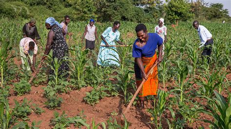 African Green Revolution project targets 1.2 million farmers in West ...