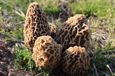 Morel Mushroom Hunting Tips - Grandpa Shorter's Gifts