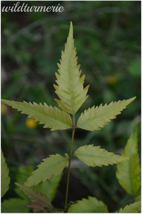 5 Top Skin, Hair & Health Benefits & Uses of Neem Leaves For Acne, Diabetes & Dandruff ...