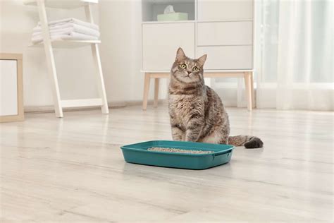 How To Get Rid Of Cat Litter Smell In Apartment Top 8 Ways