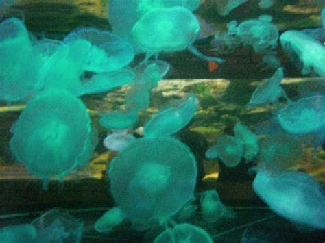 Jelly Fish @ Shark Reef | Renee V | Flickr