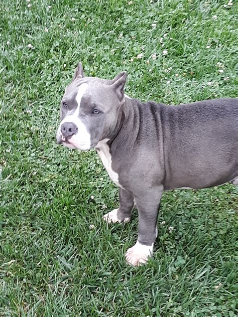 American Bully Puppies For Sale | Marion, VA #302410