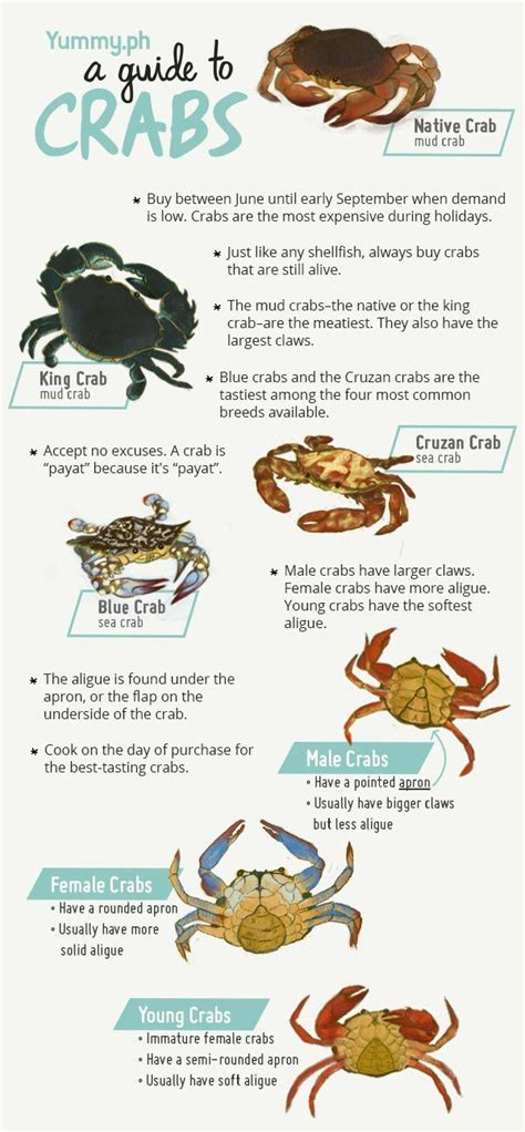 Everything You Need To Know About Crabs