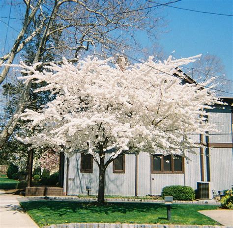 White Cherry Blossom Tree - a photo on Flickriver