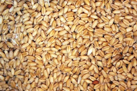 Wheat Genetically Engineered to Make it Nearly Gluten Free | GMO Pundit a.k.a. David Tribe