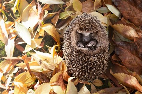 Hedgehog Hibernation Preparation