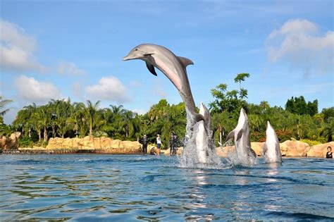 Discovery Cove: Swimming with Dolphins, Rays & Sharks