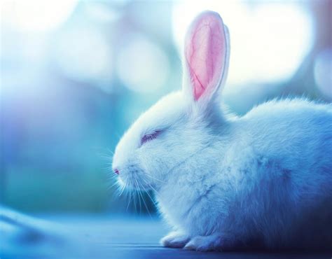 Blue Bunny Wallpapers - Top Free Blue Bunny Backgrounds - WallpaperAccess